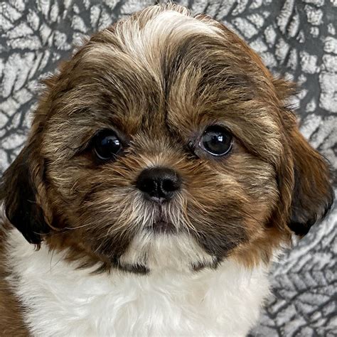 shih tzu puppies for sale|shih tzu puppies for sale by private owners.